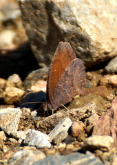 Pindis squamistriga