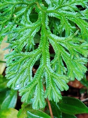 Selaginella lepidophylla