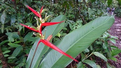 Heliconia acuminata