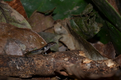 Sphenomorphus celebensis