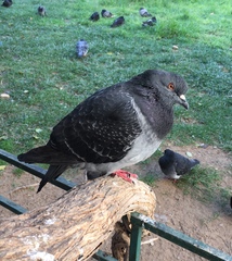 Columba livia domestica
