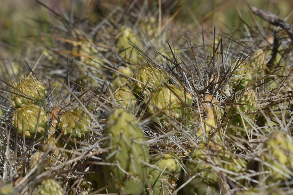 Maihueniopsis domeykoensis