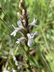 Striga bilabiata bilabiata