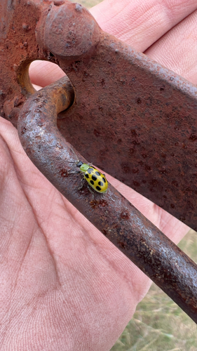 Spotted Cucumber Beetle