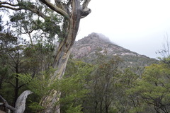 Eucalyptus tenuiramis