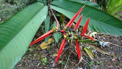 Heliconia acuminata