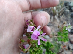 Pelargonium scabroide