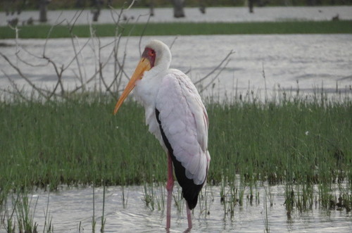 Yellow-billed Stork
