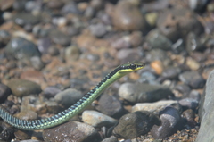 Dendrelaphis marenae