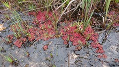 Drosera kaieteurensis
