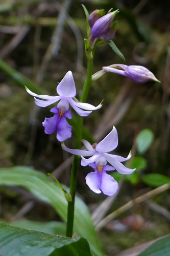 Calanthe sylvatica
