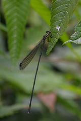 Mecistogaster modesta