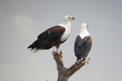 African Fish Eagle photo 6