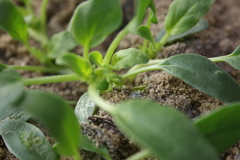 Tripterocalyx micranthus