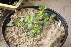 Tripterocalyx micranthus