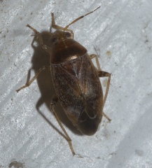 Agnocoris