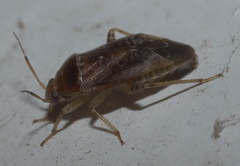 Agnocoris