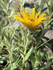 Berkheya insignis
