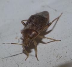Agnocoris