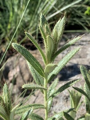 Berkheya insignis