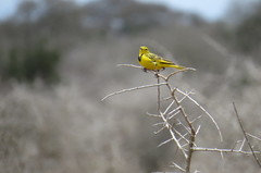 Tmetothylacus tenellus