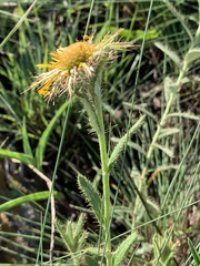 Berkheya insignis