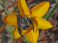 Pachycnema crassipes