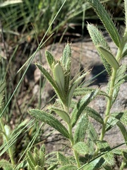 Berkheya insignis