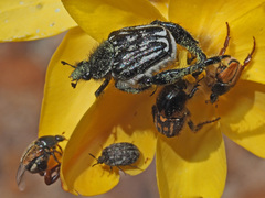 Pachycnema crassipes