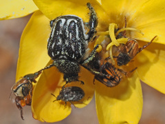 Pachycnema crassipes