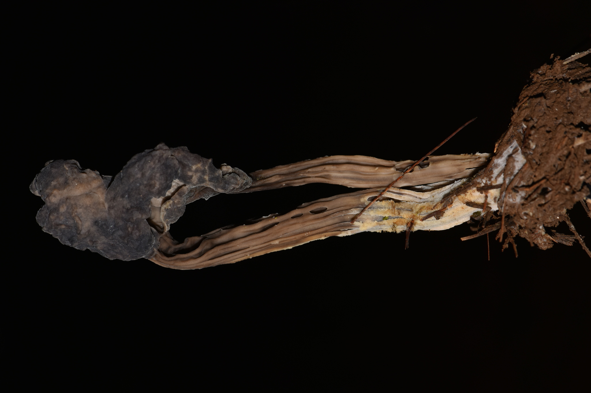 Helvella lacunosa image