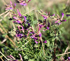 Astragalus varius