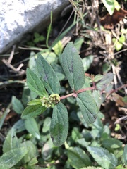 Euphorbia hirta image