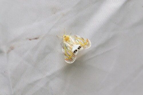 Rhotana maculata, 2025-09-15