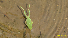 Hyla flaviventris