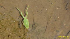 Hyla flaviventris