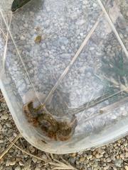 Paraleptuca splendida