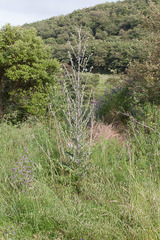 Cirsium scabrum