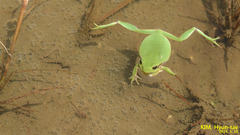 Hyla flaviventris