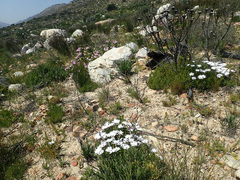 Dimorphotheca walliana