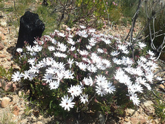 Dimorphotheca walliana