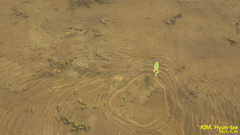 Hyla flaviventris