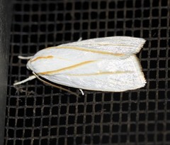 Cryptophasa flavolineata