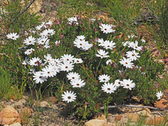 Dimorphotheca walliana