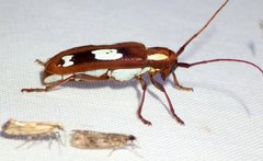 Saperda cretata