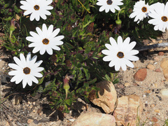 Dimorphotheca walliana