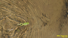 Hyla flaviventris