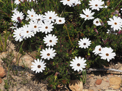 Dimorphotheca walliana