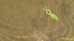 Hyla flaviventris