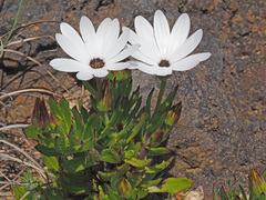 Dimorphotheca walliana